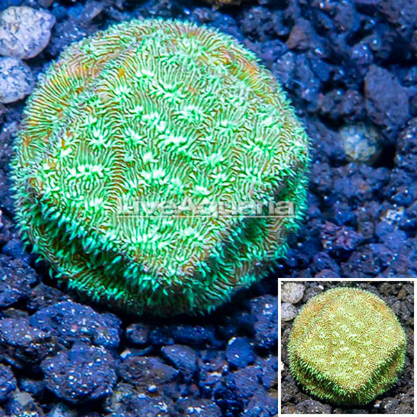 LiveAquaria® CCGC Aquacultured Green Leptoseris Coral Frag LiveAquaria® CCGC Aquacultured Green Leptoseris Coral Frag