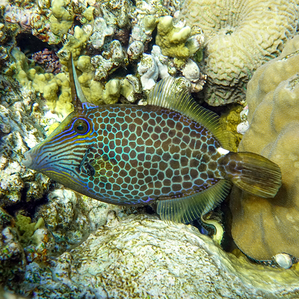 Honeycomb Filefish Honeycomb Filefish