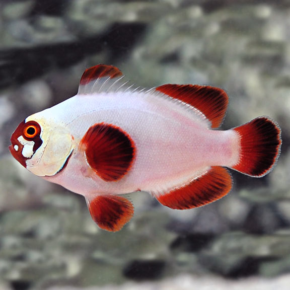 Proaquatix Captive-Bred Gold Nugget Maroon Clownfish