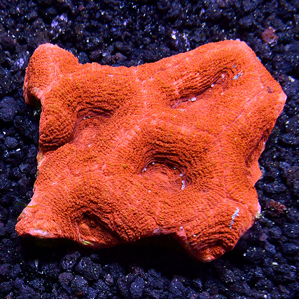 Australian Bowerbanki Coral, Red/Orange