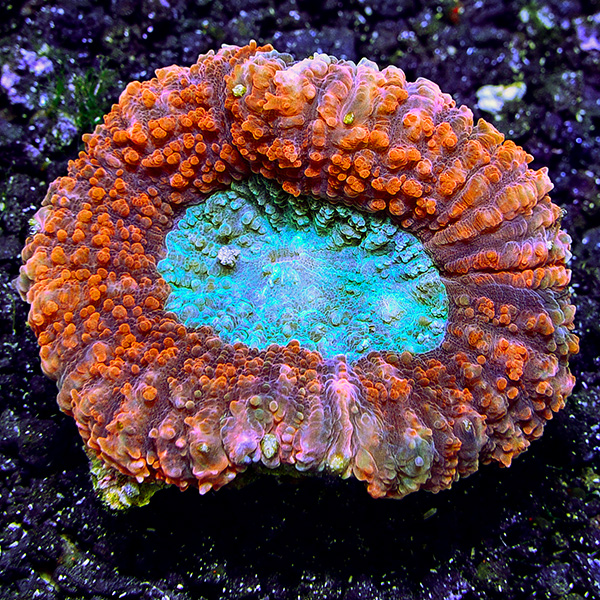 Australian Open Brain Coral Red & Green
