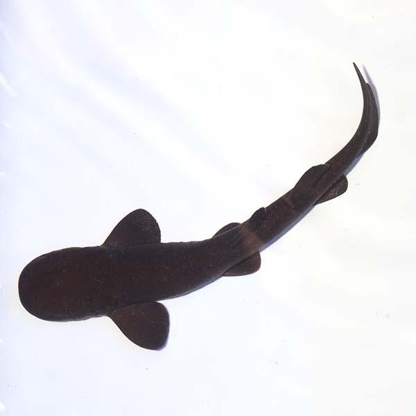 ORA® Captive-Bred Short Tail Nurse Shark EXPERT ONLY ORA® Captive-Bred Short Tail Nurse Shark EXPERT ONLY