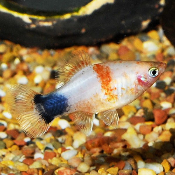 Tiger Mickey Mouse Platy Group