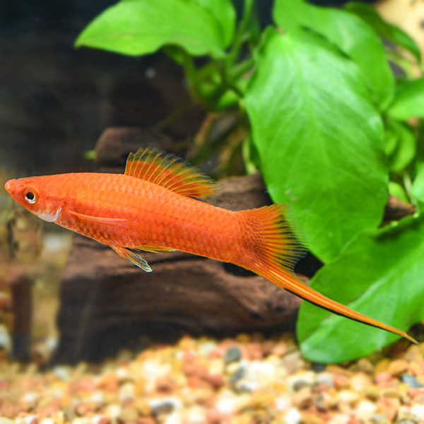 FW-Red Swordtail Group