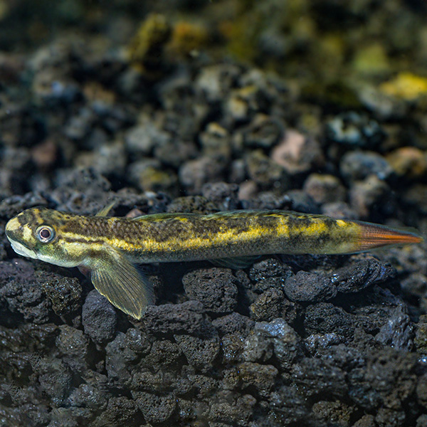 Red Tailed Goby