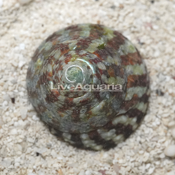 Radiate Top Shell Snail