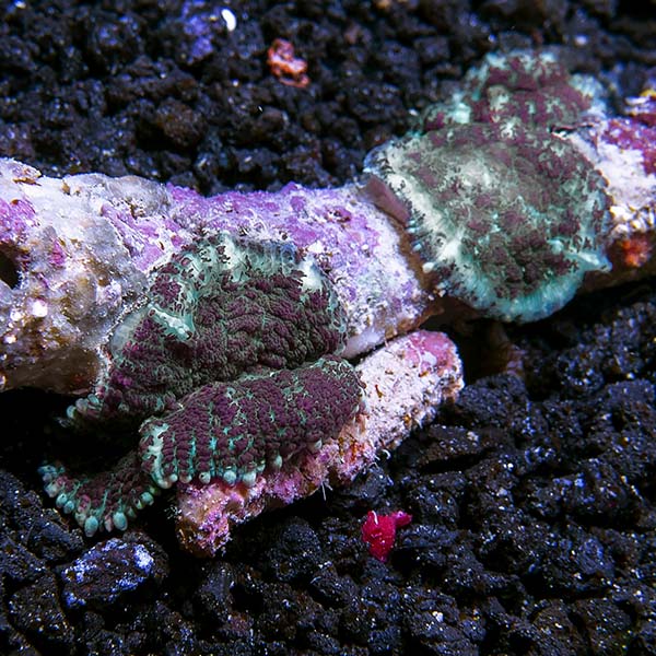 Green and Purple Bullseye Rhodactis Mushroom Coral
