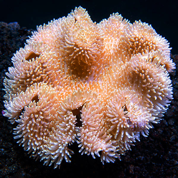Toadstool Mushroom Leather Coral, Yellow & White (Maricultured)