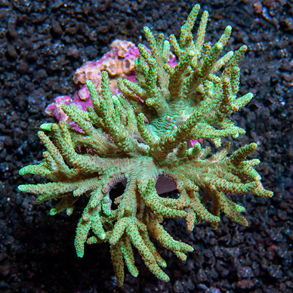 Green Spaghetti Finger Leather Coral