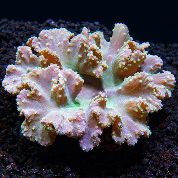 Green Cabbage Leather Coral