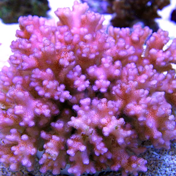 Pink Cauliflower Pocillopora Coral