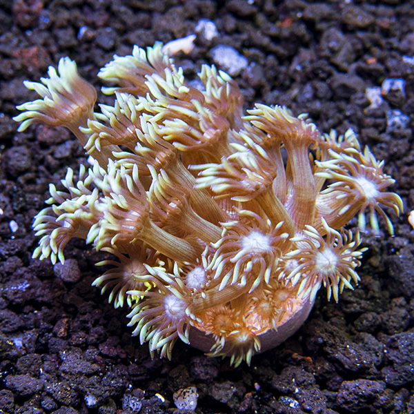 LiveAquaria® CCGC Aquacultured Long Polyp Goniopora Coral