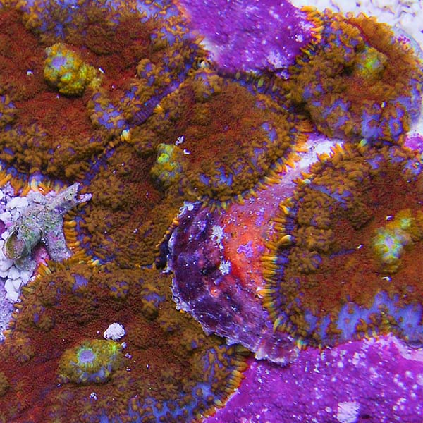 Super Orange Bullseye Rhodactis Mushroom Coral