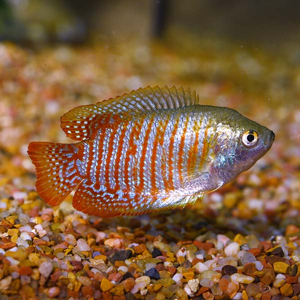 Dwarf Gourami Group