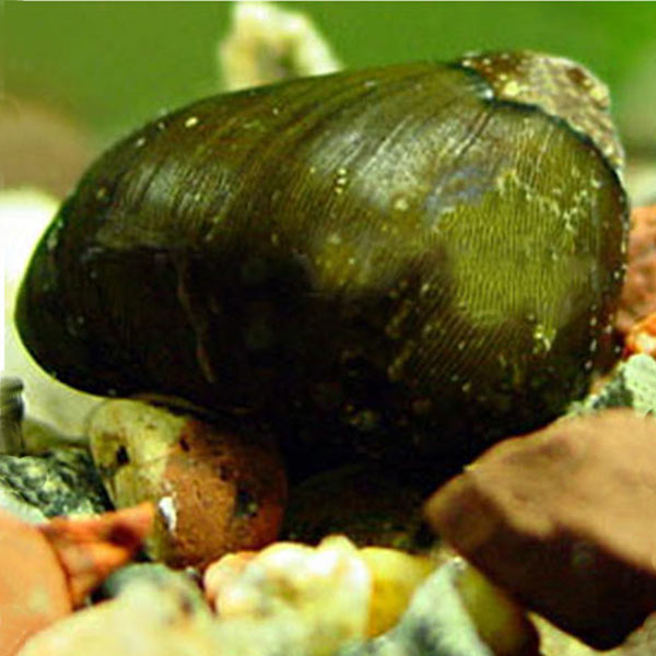 Olive Nerita Snail Group