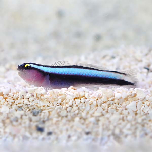  Captive-Bred Sharknose Goby