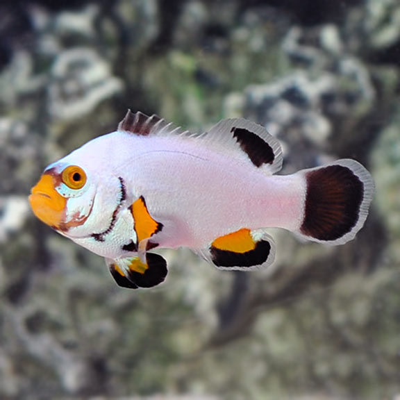 Proaquatix Captive-Bred Platinum Percula Clownfish
