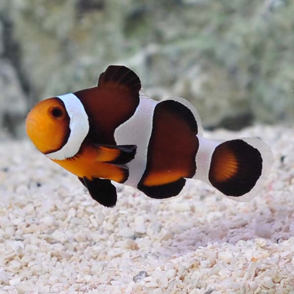 ORA® Captive-Bred Caramel Clownfish