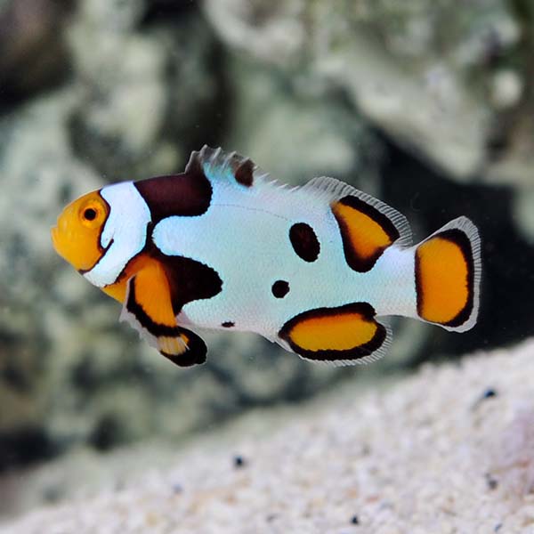 Proaquatix Captive-Bred Premium Picasso Percula Clownfish
