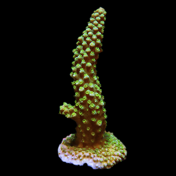 ORA® Aquacultured Green Humilis Acropora Coral