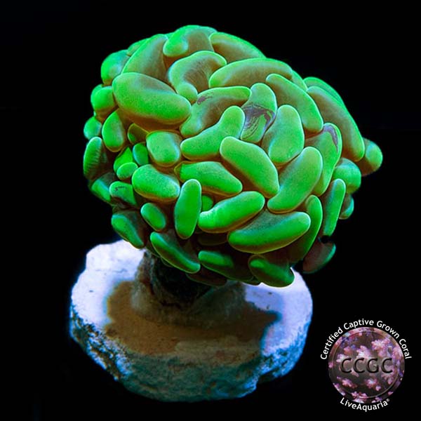 LiveAquaria® CCGC Aquacultured Hammer Coral