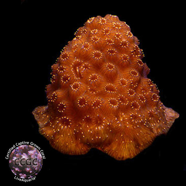 LiveAquaria® CCGC Aquacultured Sunburst Pavona Coral