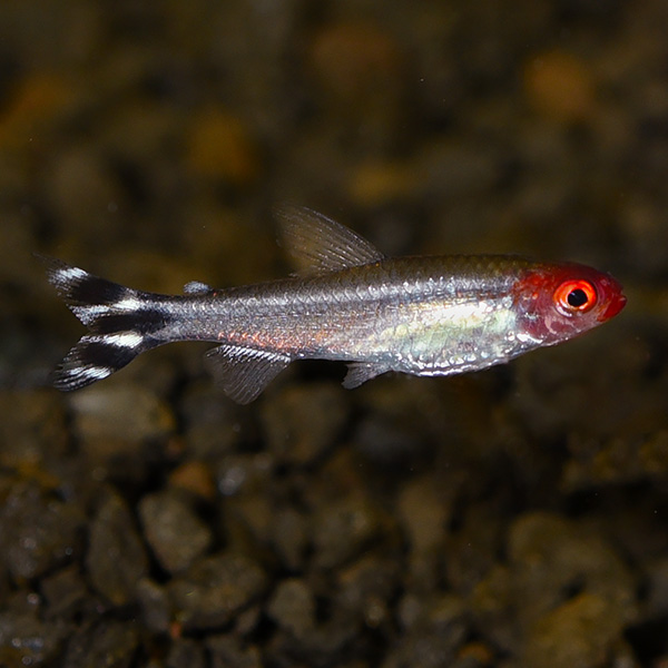 Brilliant Rummynose Tetra Group - Captive-Bred EXPERT ONLY