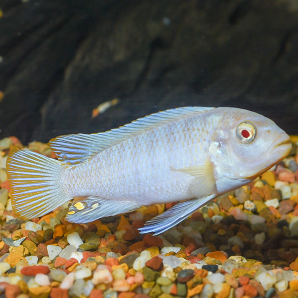 White Cichlid White Cichlid