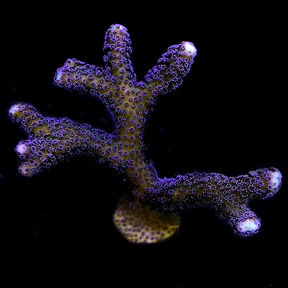 ORA® Aquacultured Purple Stylophora Coral