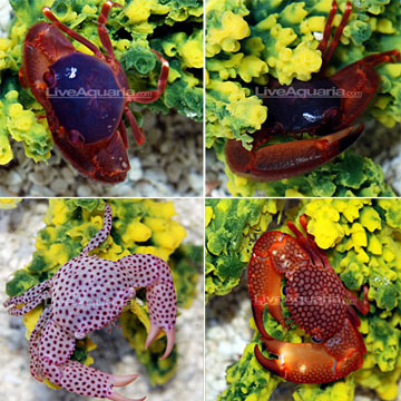 Trapezia Pocillopora/Acropora Crab