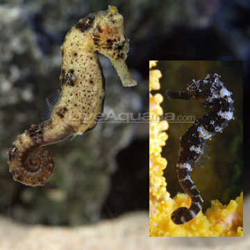 Estuary Seahorse - Tank Bred (Sri Lanka)