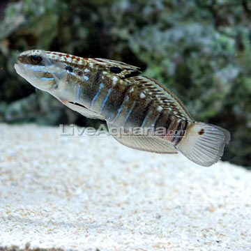 Sleeper Banded Goby