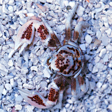 Porcelain Anemone Crab 