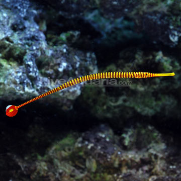 Yellow Multibanded Pipefish EXPERT ONLY