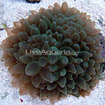Green Bubble Tip Anemone 