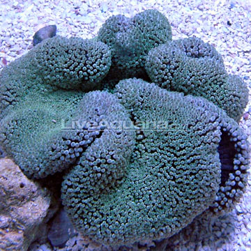 Haddon's Carpet Anemone