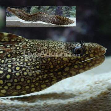 Jeweled Moray Eel