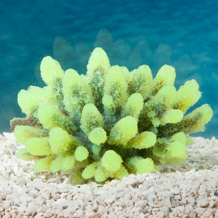Aquatic Creations Yellow Tipped Gray Acropora Aquarium Décor Aquatic Creations Yellow Tipped Gray Acropora Aquarium Décor