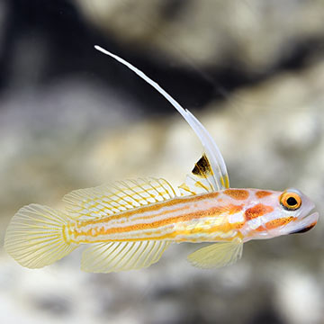 Yasha White Ray Shrimp Goby - Captive-Bred