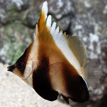 Phantom Bannerfish