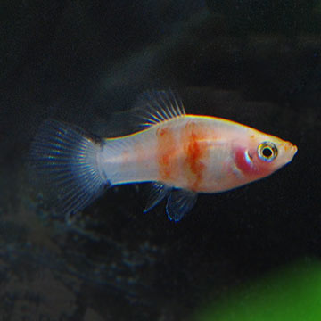 Tiger Ruby Platy Group