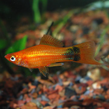 Red Mickey Mouse Swordtail Group