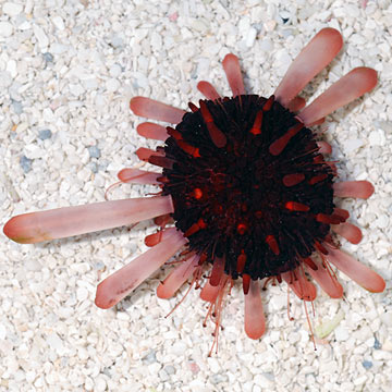 Pencil Urchin, Red Slate