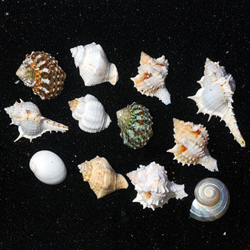 Empty Fancy Hermit Crab Shells (12 lot)