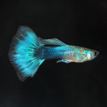Neon Blue Guppy, Male