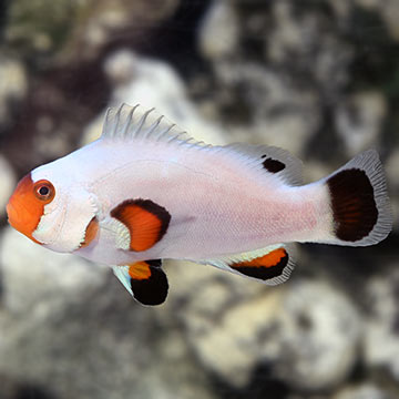 Wyoming White Clownfish, Captive-Bred Wyoming White Clownfish, Captive-Bred