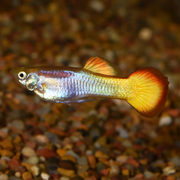 Tequila Sunrise Guppy Group, Male