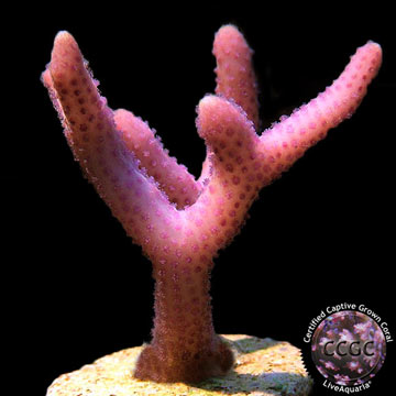LiveAquaria&reg; CCGC Aquacultured Pink Thick Branch Birdsnest Coral
