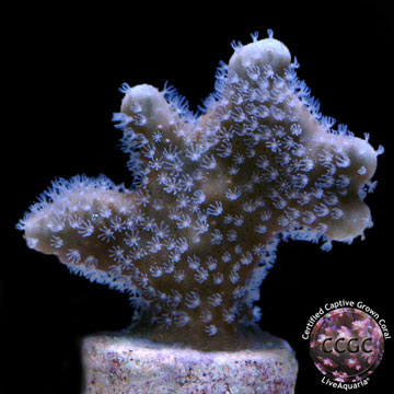 LiveAquaria&reg; CCGC Aquacultured Blue Ridge Coral