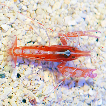 Snapping Shrimp 